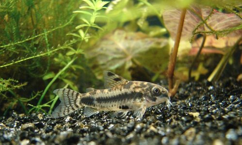 k Corydoras pygmeus DSC04011.jpg