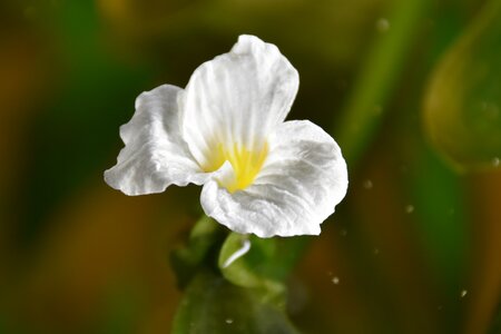 Ottelia alismoides - Blüte.jpg