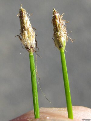 eleocharis-sp-xingu-4f7a03aaa607f.jpg