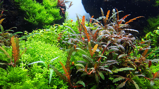 11.01.2017-Hygrophila-pinnatifida.jpg