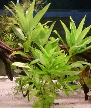 Hygrophila Siamensis.jpg