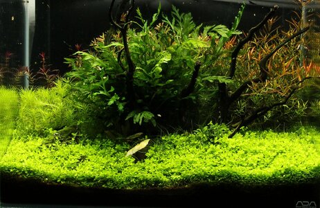 ADA 45p - ADA Aqua Soil Amazonia Light Test Layout - Evolution Week 4 - 18.jpg