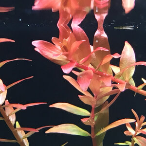 Rotala rotundifolia Orange Juice 18.11.2017 1.JPG