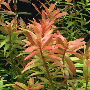 Rotala rotundifolia Orange Juice 18.11.2017.JPG