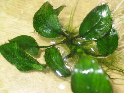 09-04-17-01 veralgte Anubias.jpg