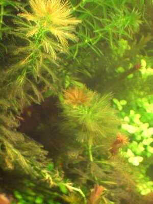 myriophyllum pinnatum.JPG