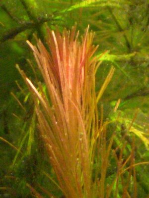 rotala wallichii.JPG