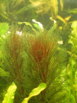 myriophyllum mattogrossense.JPG