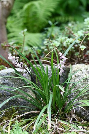 Ophiopogon.jpg