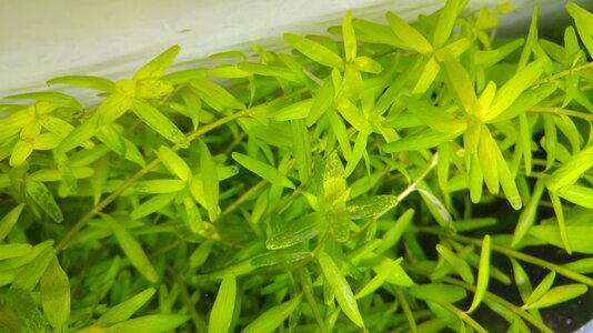 glasige rotala.jpg