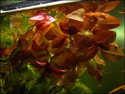 Ludwigia Mesakania.jpg