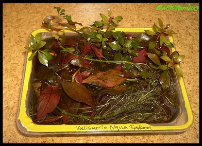 Emerse Ludwigia glandulosa.jpg