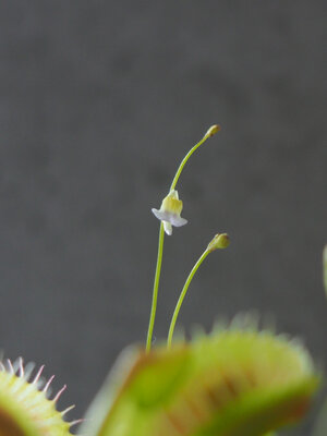 utricularia.bisquamata.04.24.19.1.jpg