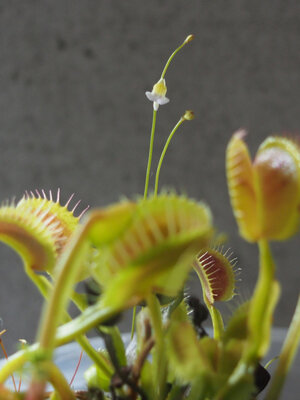 utricularia.bisquamata.04.24.19.2.jpg