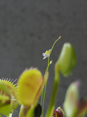 utricularia.bisquamata.04.24.19.3.jpg