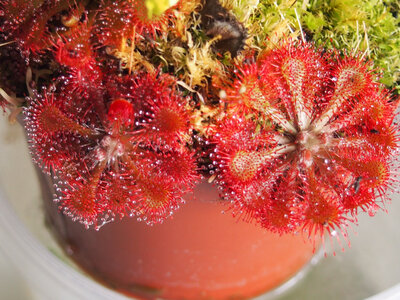 drosera.04.27.19.2.jpg