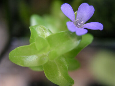 Bacopa caroliniana Blüte.jpg