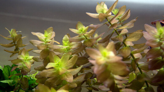 Bacopa caroliniana 19.08.2020.jpg