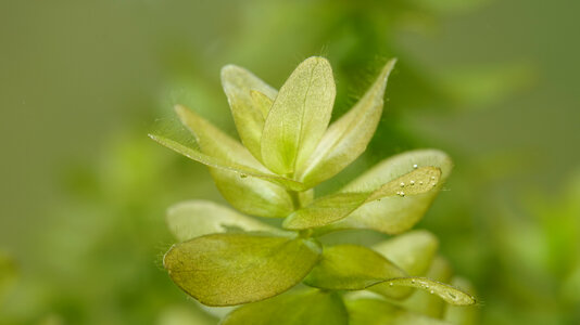 Bacopa caroliniana  Oedogeniumbefall.jpg