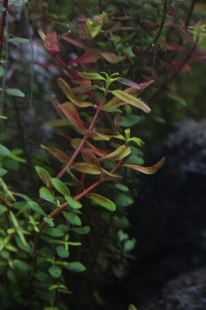 Rotala rotundifolia.jpg