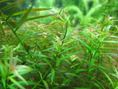 Ludwigia brevipes (Gruppe).jpg