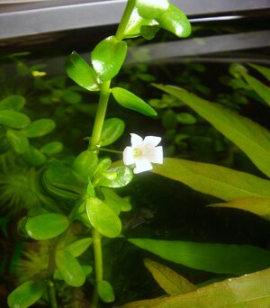 Bacopa monnieri.jpg