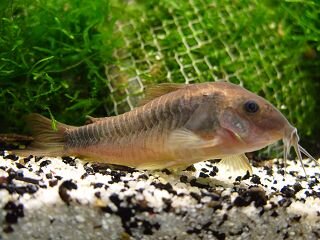 Corydoras aeneus. .JPG