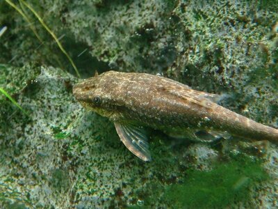 1.otocinclus sp. negro_(1600_x_1200).jpg