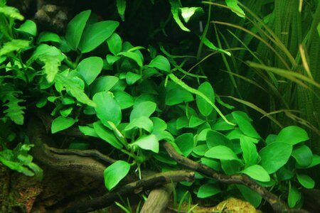 Anubias barteri var. nana 'Petite' ('Bonsai')_(1600_x_1200).jpg