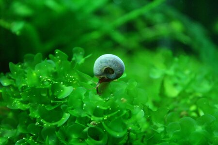 blaue Posthornschnecke_(1600_x_1200).jpg