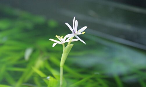 Blüte Heteranthera zosterifolia_(1600_x_1200).jpg