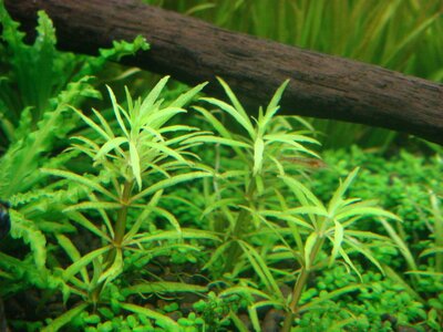 Limnophila sp. Vietnam_(1600_x_1200).jpg