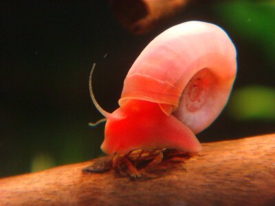 Orange Posthornschnecke_(1600_x_1200).jpg