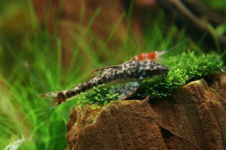 Parotocinclus maculicauda_(1600_x_1200).jpg