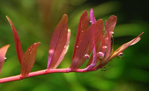 Rotala sp. colorata_(1600_x_1200).jpg