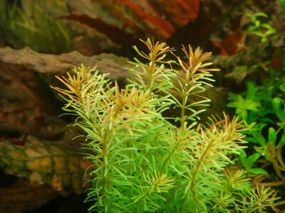 Rotala wallichii emers_(1600_x_1200).jpg