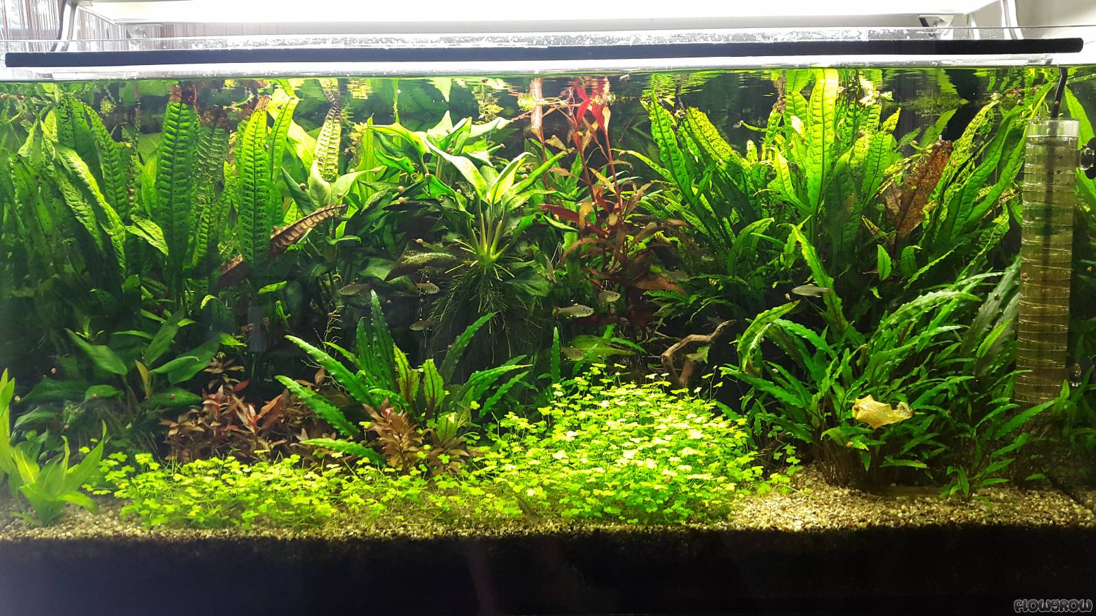 Bacia do rio Amazonas - Flowgrow Aquascape/Aquarien-Datenbank