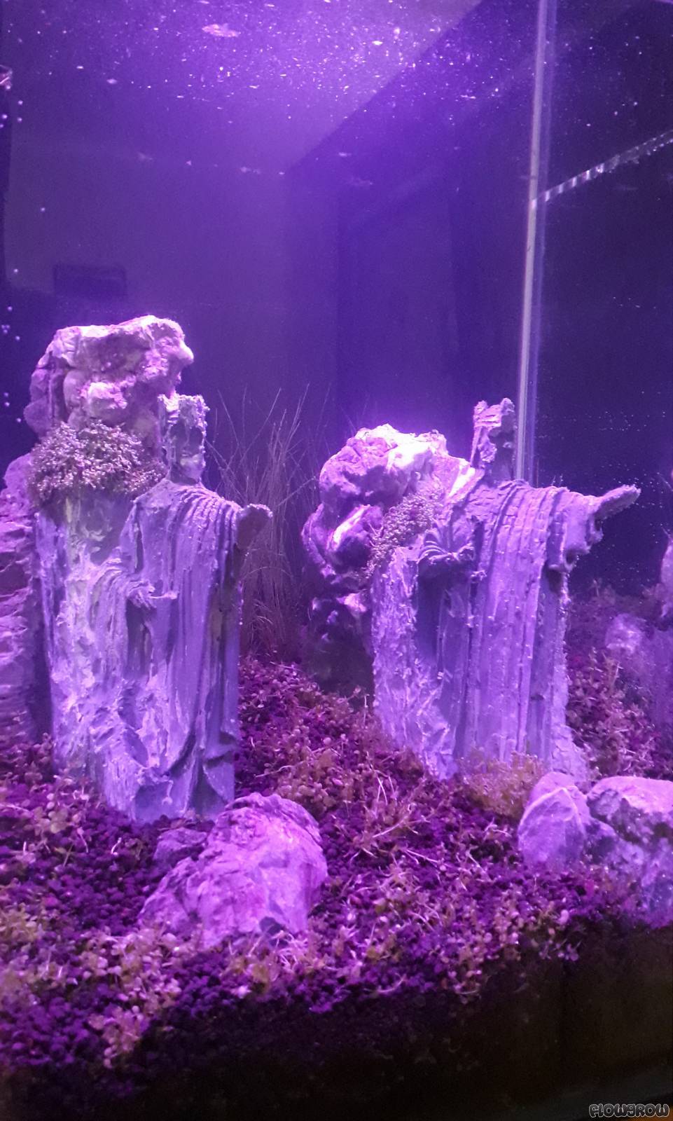 Die Steinkönige am Anduin - Flowgrow Aquascape/Aquarien ...