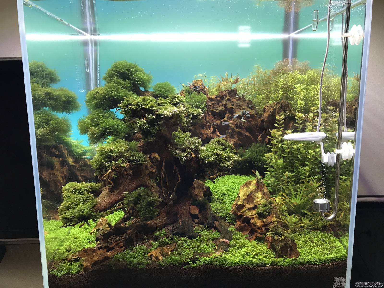 Garnelen Oase - Flowgrow Aquascape/Aquarien-Datenbank