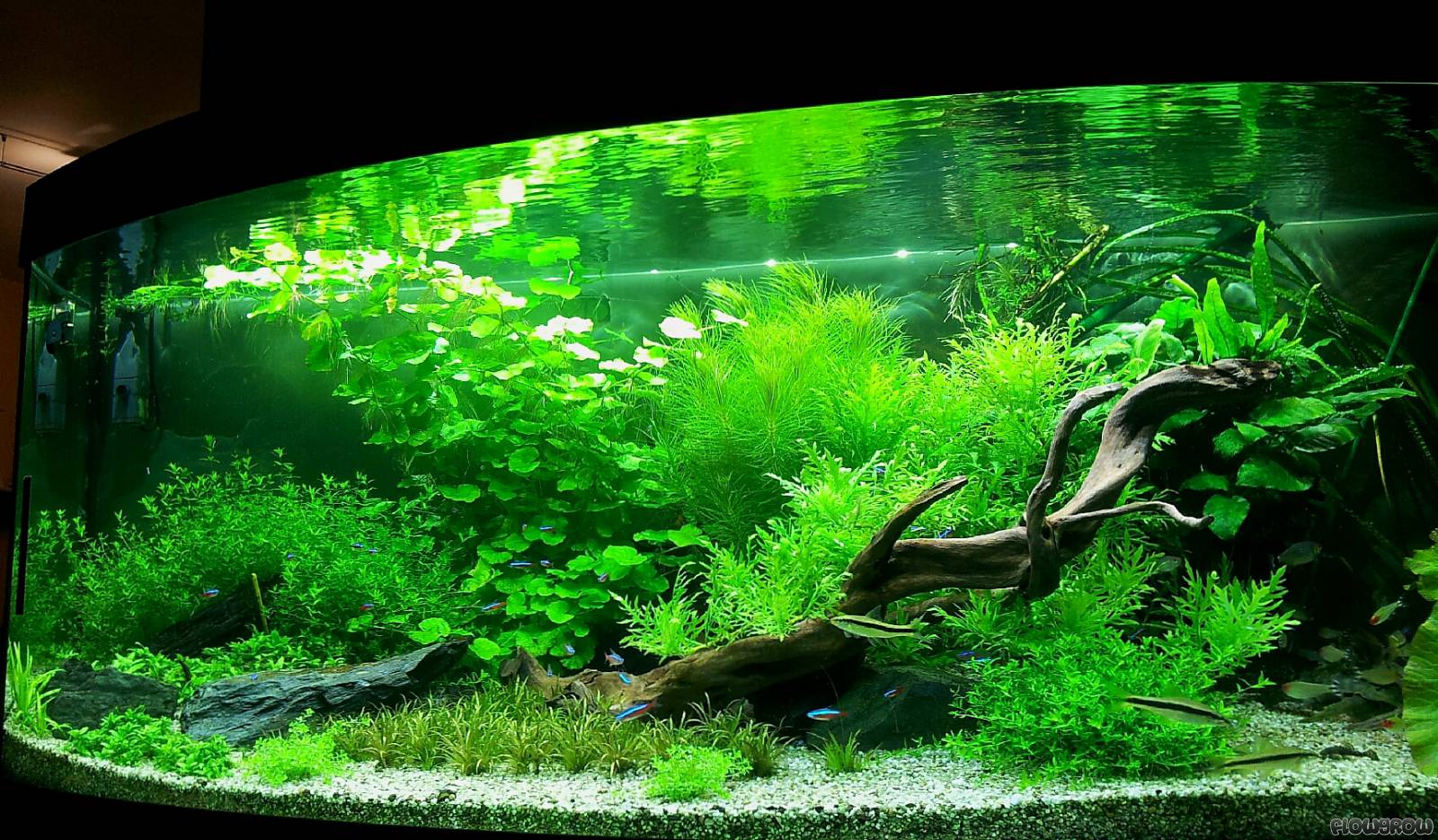 Juwel Vision450 - Flowgrow Aquascape/Aquarien-Datenbank