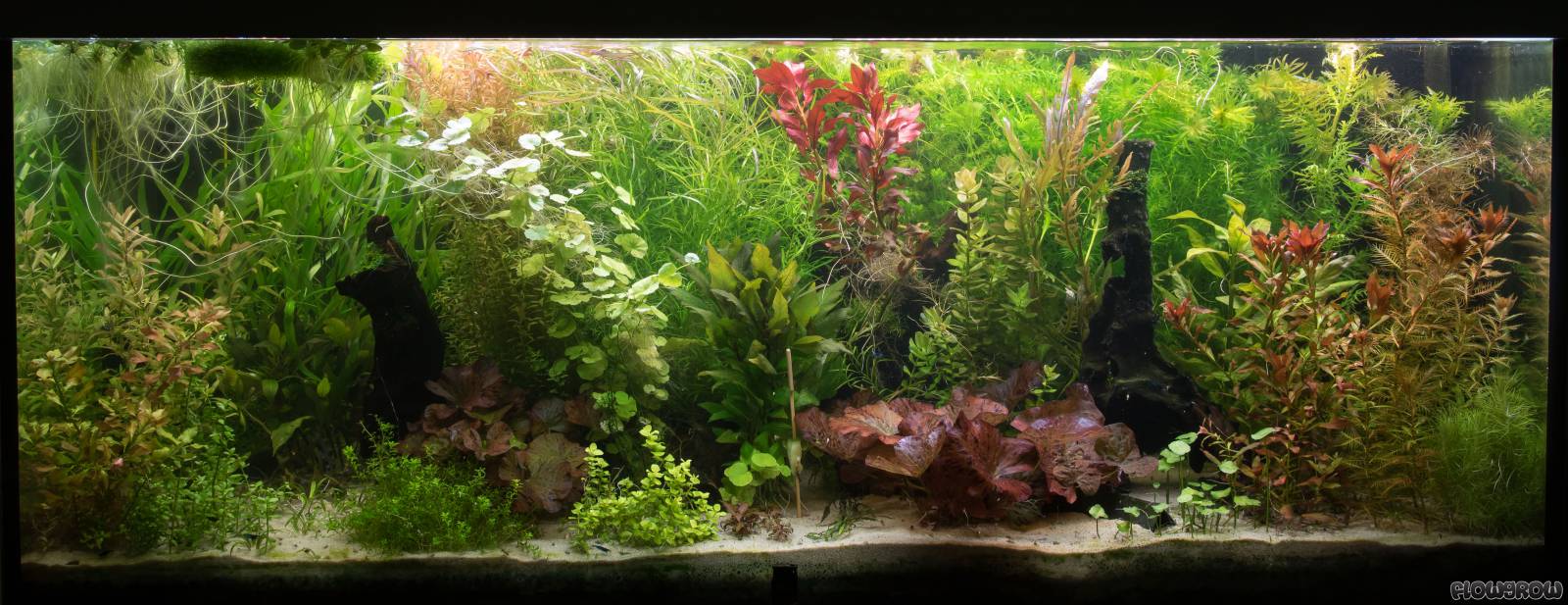 Pflanzen-Becken - Flowgrow Aquascape/Aquarien-Datenbank