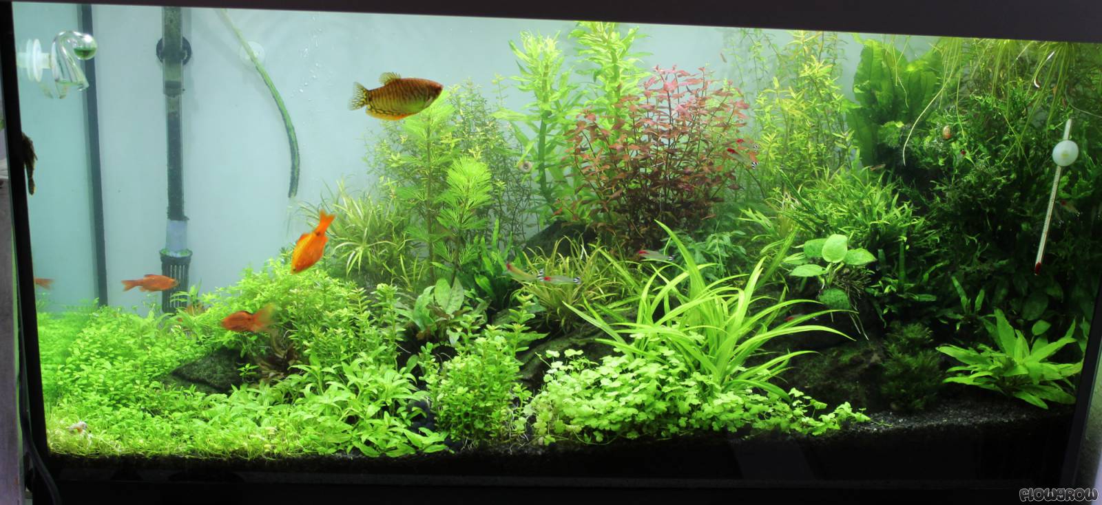 Problemfall 200 Liter - Flowgrow Aquascape/Aquarien-Datenbank