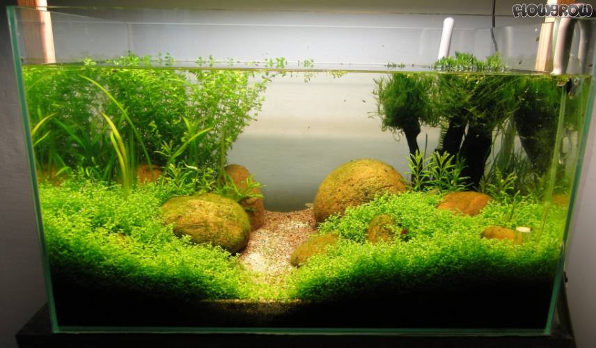 Erstes Aquascape - Flowgrow Aquascape/Aquarien-Datenbank