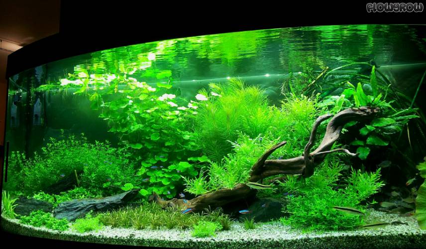 Juwel Vision450 - Flowgrow Aquascape/Aquarien-Datenbank