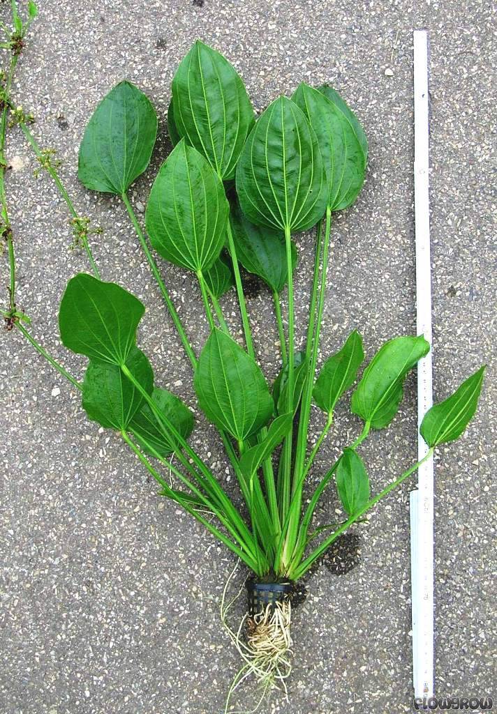 Echinodorus palaefolius - Flowgrow Aquatic Plant Database