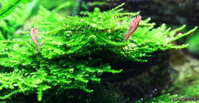 Vesicularia sp. Mini Christmas Moss - Flowgrow Aquatic Plant Database