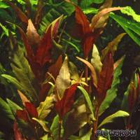 Alternanthera reineckii "Rosaefolia" - Flowgrow Aquatic Plant Database