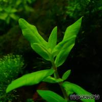 Ammannia capitellata - Flowgrow Aquatic Plant Database