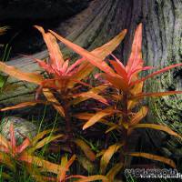 Ammannia crassicaulis - Flowgrow Aquatic Plant Database