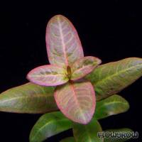 Ammannia latifolia - Pink Redstem - Flowgrow Aquatic Plant Database